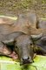 Thailand: The slaughtered buffalo, Pu Sae, Ya Sae Festival, Tambon Mae Hia, Chiang Mai, northern Thailand